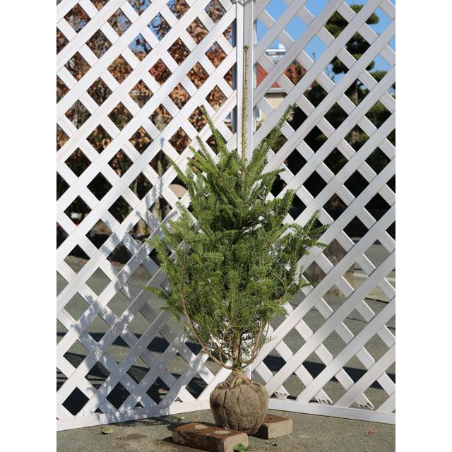 ウラジロモミ コニファー 針葉樹 1 0m露地 1年間枯れ保証 送料無料 苗木 植木 2本セット シンボルツリー常緑