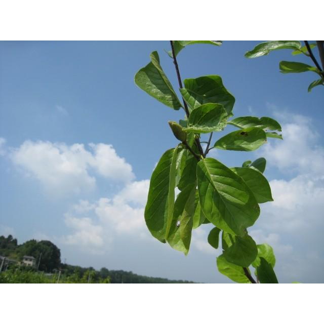 売れ筋 ハクモクレン 2 3m露地 2本セット 送料無料 1年間枯れ保証 シンボルツリー落葉 新しいコレクション Atempletonphoto Com