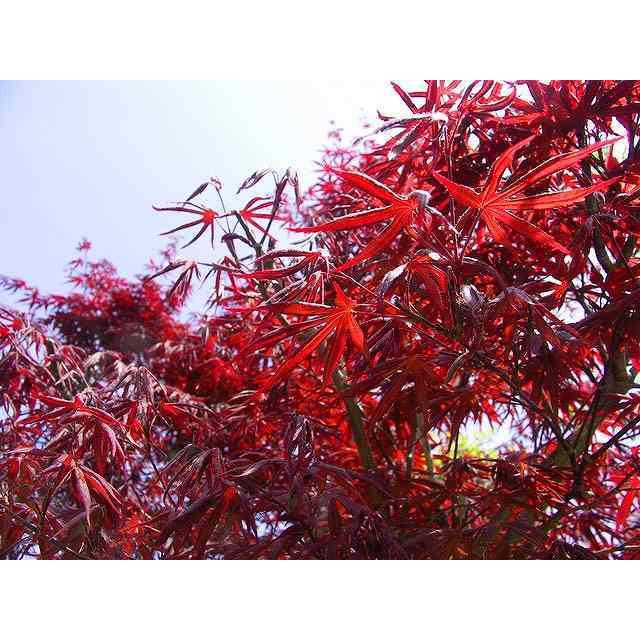 格安人気 ノムラモミジ単木 2 0m露地 1本 1年間枯れ保証 シンボルツリー落葉 配達指定不可 大型商品 超特価激安 Cornerlotto Com