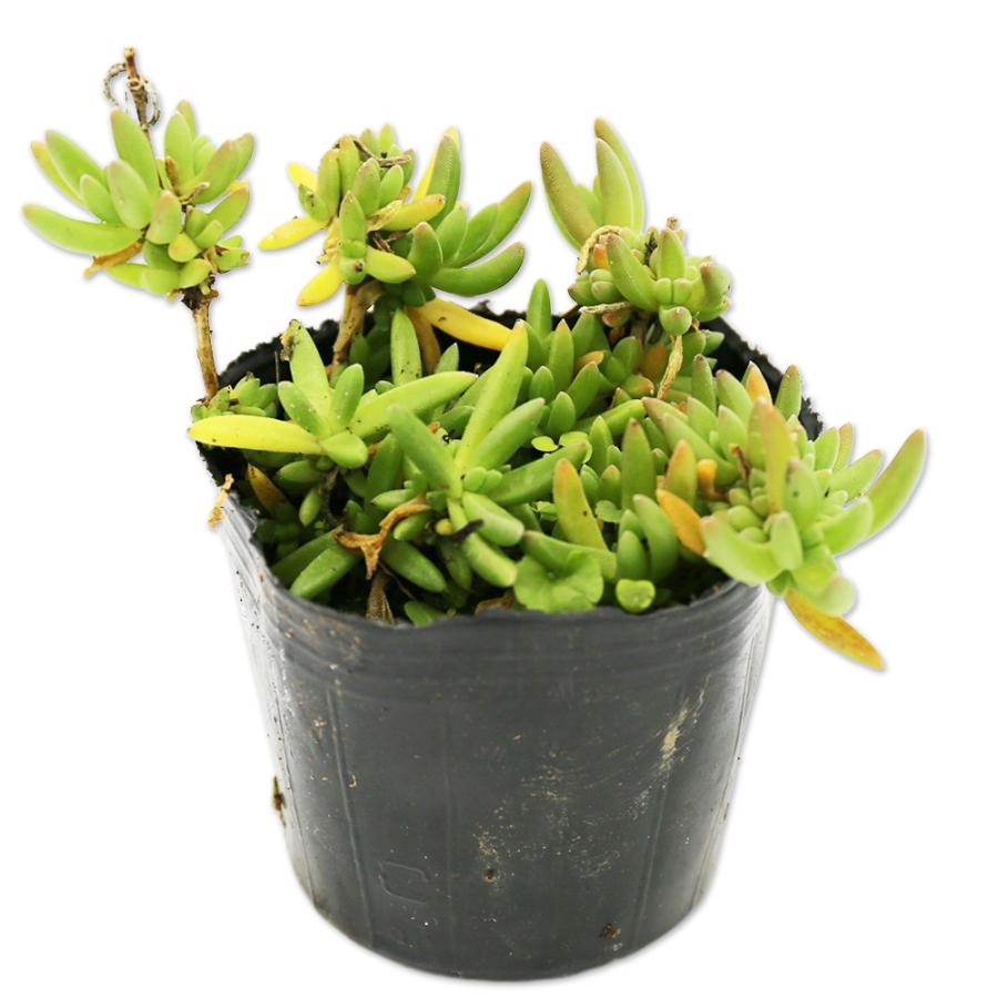 Sale 98 Off マツバギク 9 0cmポット 1本 1年間枯れ保証 下草 Whitesforracialequity Org