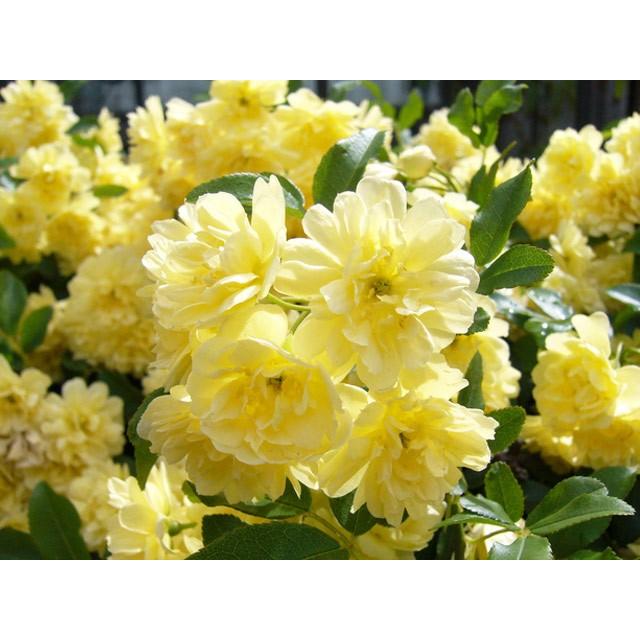 モッコウバラ 黄色 9 0cmポット 14本セット 送料無料 1年間枯れ保証 つる性 トオヤマグリーン 通販 Yahoo ショッピング