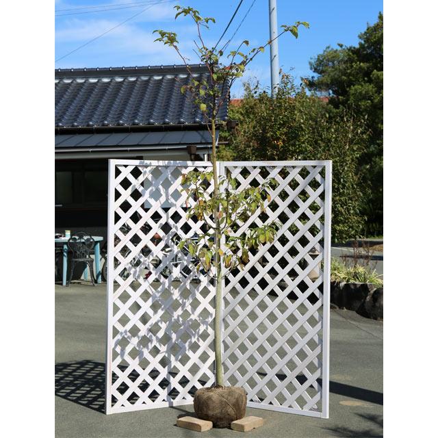 ミズキ単木 2 5m露地 街路樹 公園樹 ならショッピング ランキングや口コミも豊富なネット通販 更にお得なpaypay残高も スマホアプリも充実で毎日どこからでも気になる商品をその場でお求めいただけます 花 ガーデニング 2本セット 送料無料 トオヤマグリーン