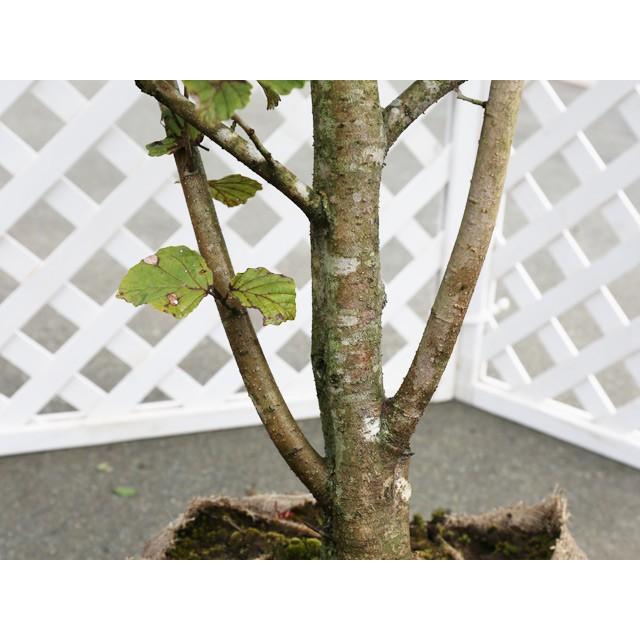 在庫一掃 マンサク 2 0m露地 2本セット 送料無料 1年間枯れ保証 雑木 公式の Www Technet 21 Org