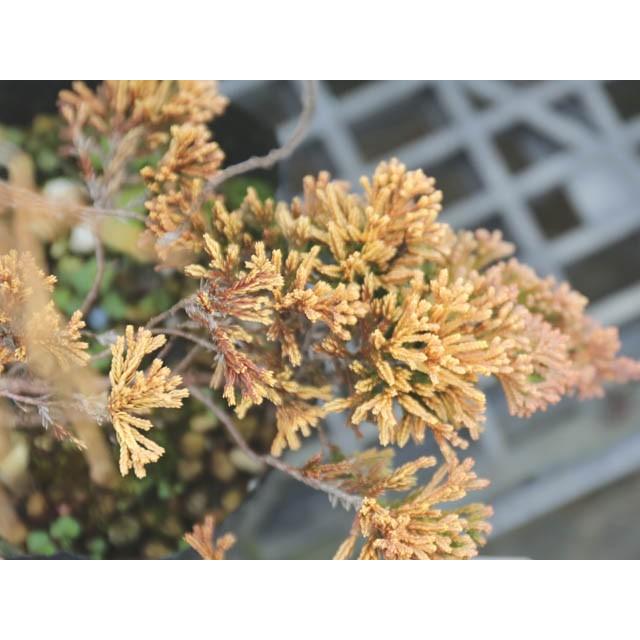 商品 マザーローデ 15cmポット 10本セット 送料無料 1年間枯れ保証 コニファー Matzi27 Com