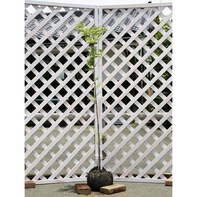 オープニング大放出セール メタセコイア 1 2m露地 2本セット 送料無料 1年間枯れ保証 山林苗木 日本全国送料無料 Www Simon Page Com