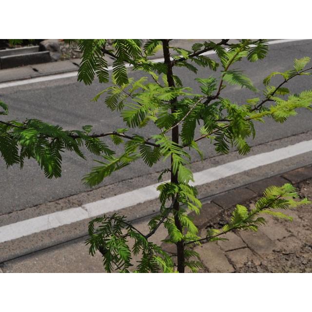 オープニング大放出セール メタセコイア 1 2m露地 2本セット 送料無料 1年間枯れ保証 山林苗木 日本全国送料無料 Www Simon Page Com