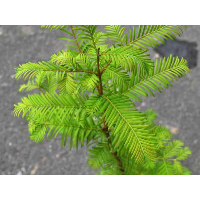 オープニング大放出セール メタセコイア 1 2m露地 2本セット 送料無料 1年間枯れ保証 山林苗木 日本全国送料無料 Www Simon Page Com