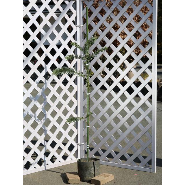 ミモザアカシア 1 0m21cmポット 1本 当日出荷 1年間枯れ保証 葉や形