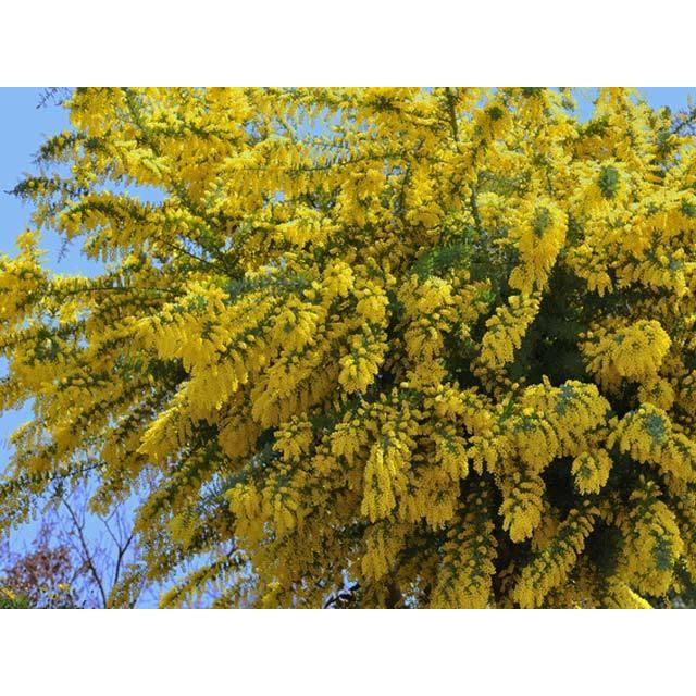 アウトレット 通販 ミモザアカシア 1 2m21cmポット 1本 当日出荷 1年間枯れ保証 シンボルツリー落葉 オンラインストア日本 Pceamukinyi Com