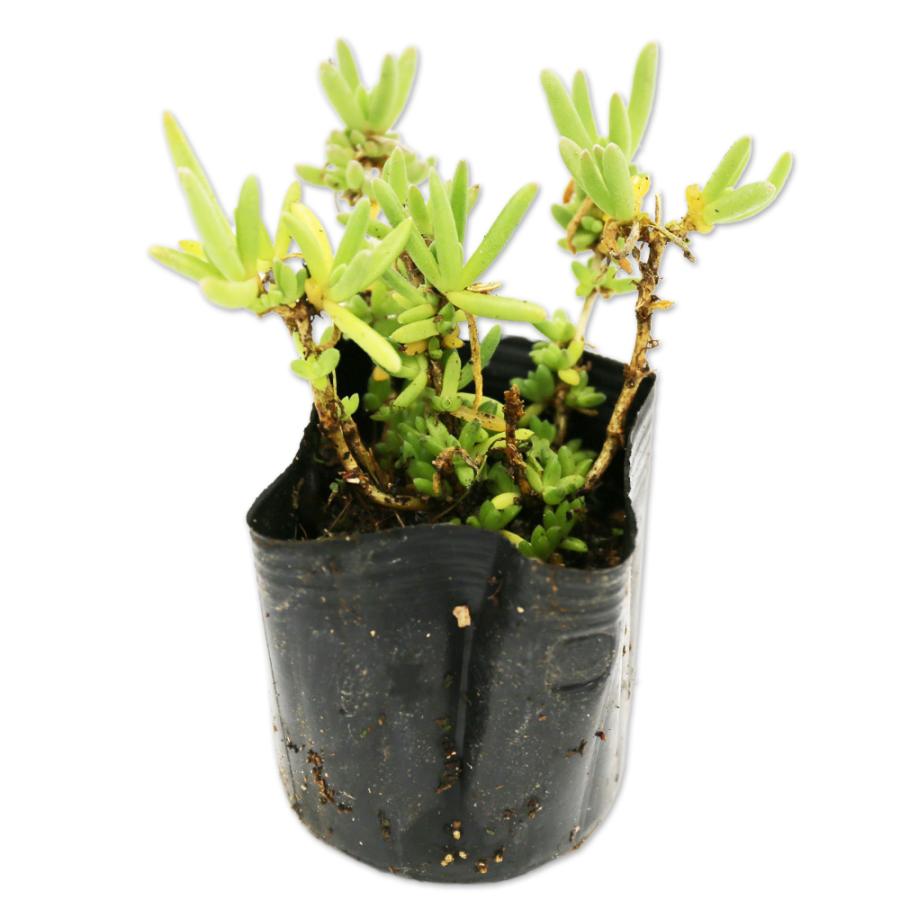 高い品質 マツバギク ピンク 9 0cmポット 30本セット 送料無料 1年間枯れ保証 下草 高い品質 Cepici Gouv Ci