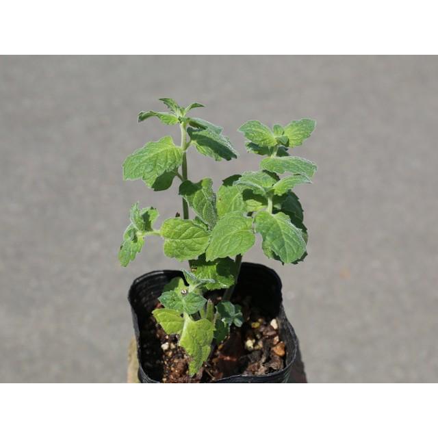 ミント グレープフルーツミント 9 0cmポット 25本セット 送料無料 1年間枯れ保証 ハーブ トオヤマグリーン 通販 Yahoo ショッピング