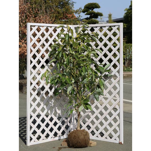 ミヤマガンショウ 1 5m 露地 2本 苗木 トオヤマグリーン 通販 Yahoo ショッピング