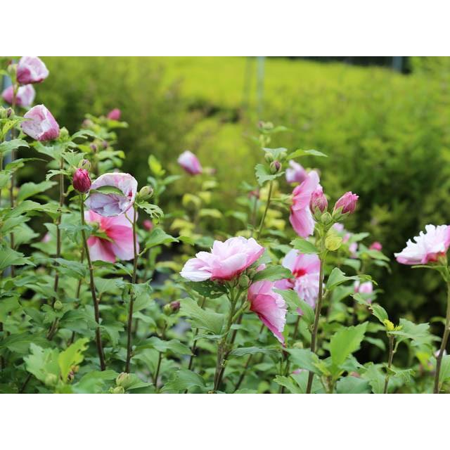 ムクゲ 桃八重 0 8m15cmポット 8本セット 送料無料 翌日出荷 1年間枯れ保証 春に花が咲く木 722 トオヤマグリーン 通販 Yahoo ショッピング