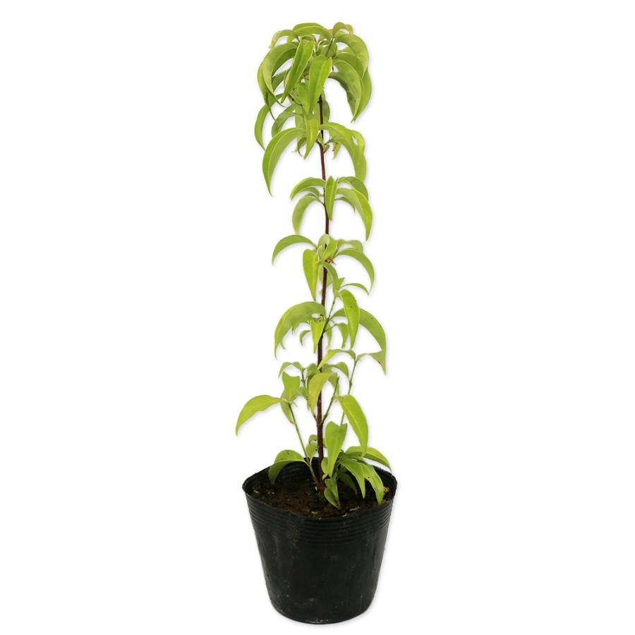 お試し価格 ヤマボウシ 10本セット 樹高0 5m前後 10 5cmポット やまぼうし 苗木 植木 苗 庭木 生け垣 送料込み