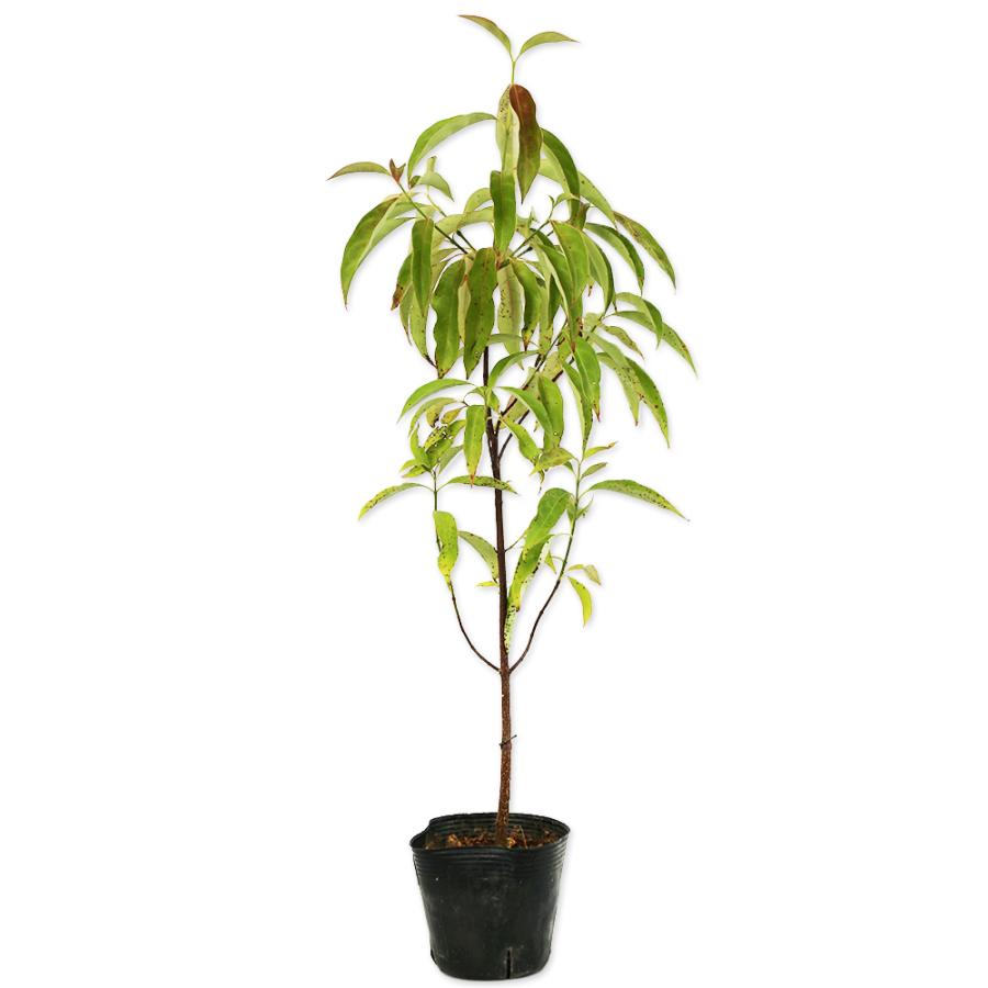 常緑ヤマボウシ 0 5m10 5cmポット 1本 当日出荷 1年間枯れ保証 春に花が咲く木 トオヤマグリーン 通販 Yahoo ショッピング