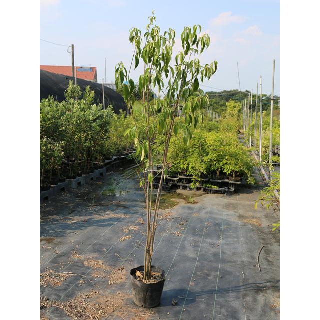 常緑ヤマボウシ株立ち 1 2m18cmポット 2本セット 1年間枯れ保証 春に花が咲く木 トオヤマグリーン 通販 Yahoo ショッピング