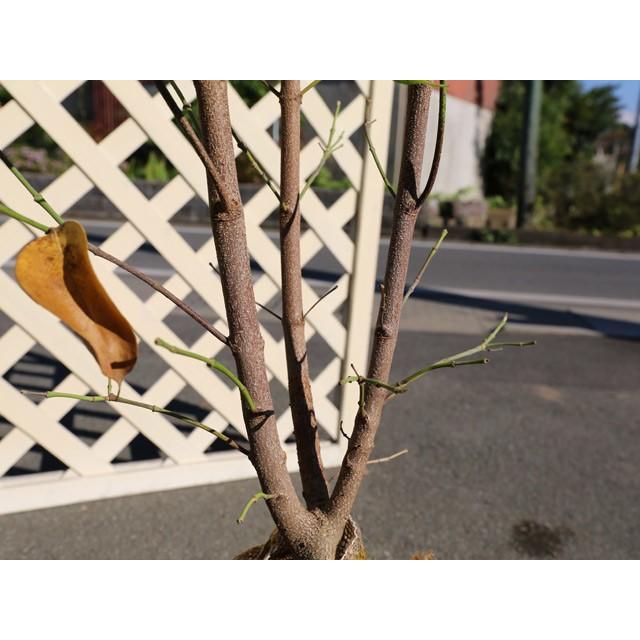 限定価格セール 常緑ヤマボウシ株立ち 2 0m露地 1本 1年間枯れ保証 シンボルツリー常緑 想像を超えての Zoetalentsolutions Com