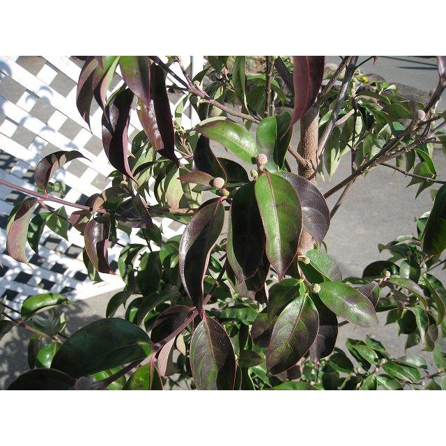 限定価格セール 常緑ヤマボウシ株立ち 2 0m露地 1本 1年間枯れ保証 シンボルツリー常緑 想像を超えての Zoetalentsolutions Com