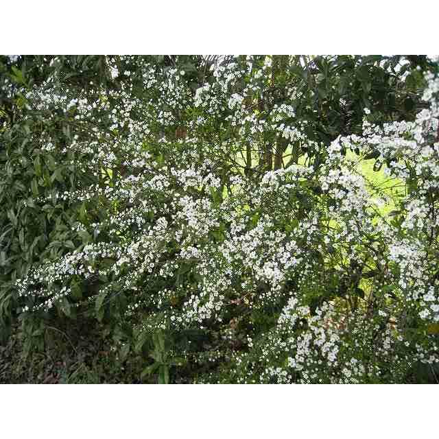 ユキヤナギ 10.5cmポット 1本 1年間枯れ保証 春に花が咲く木 :800402 