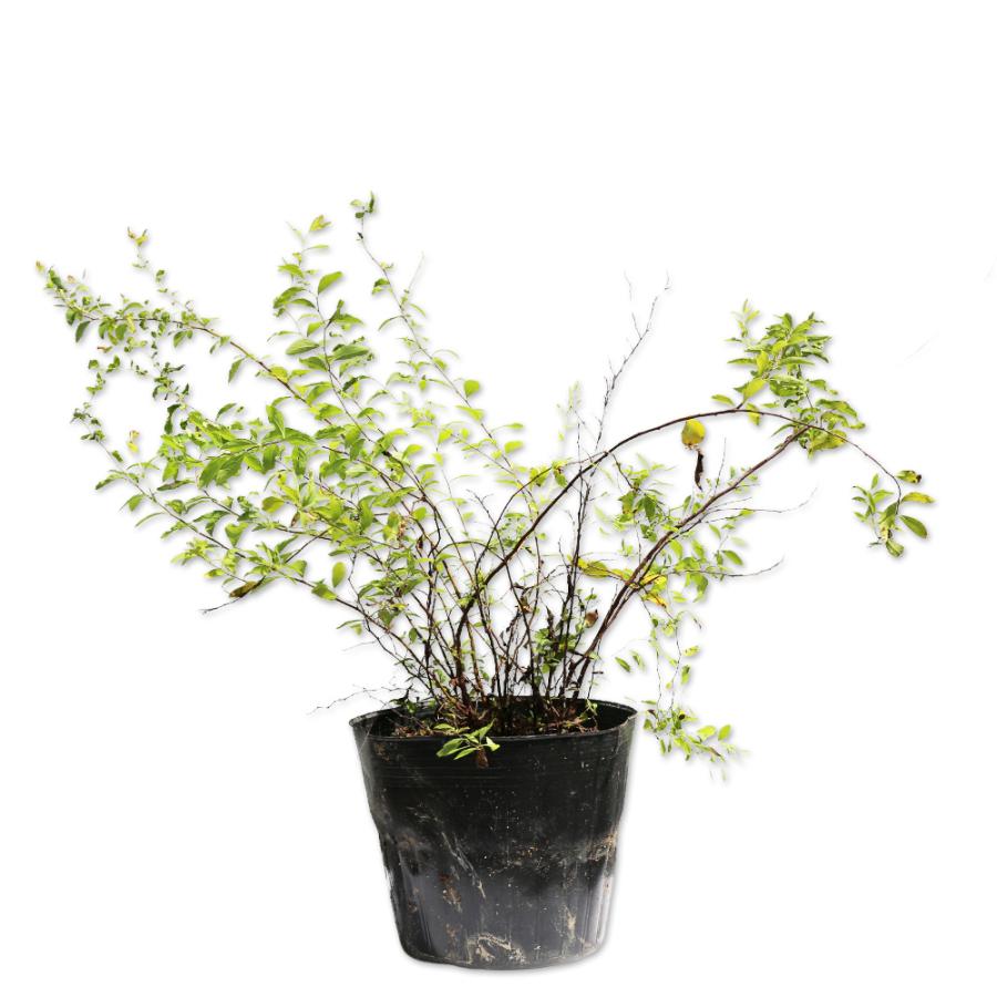 ユキヤナギ 0 5m15cmポット 1本 当日出荷 1年間枯れ保証 春に花が咲く木 トオヤマグリーン 通販 Yahoo ショッピング