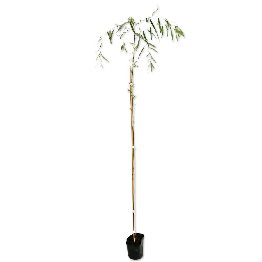 シダレヤナギ 0.7m7.5cmポット 爆買い新作 1本 葉や形を楽しむ木 好評受付中 1年間枯れ保証