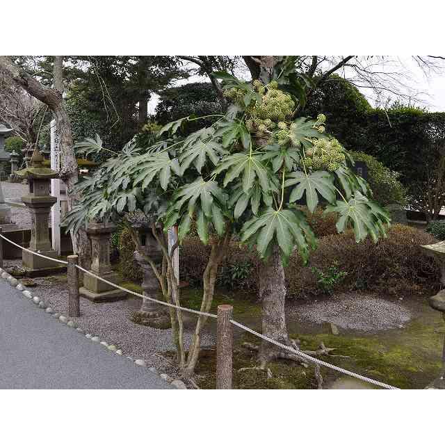 同梱不可 ヤツデ 0 8m露地 1本 1年間枯れ保証 植木 庭木 Hlt No