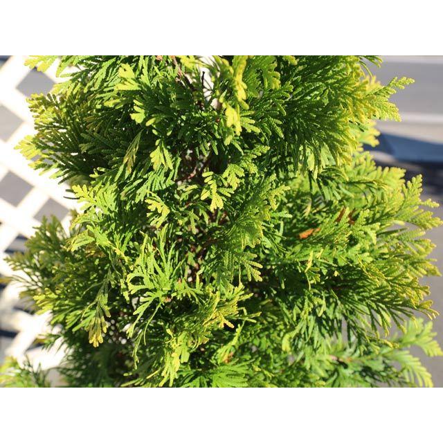 感謝の声続々 ヨーロッパゴールド 0 2m9 0cmポット 1本 当日出荷 1年間枯れ保証 コニファー Aynaelda Com