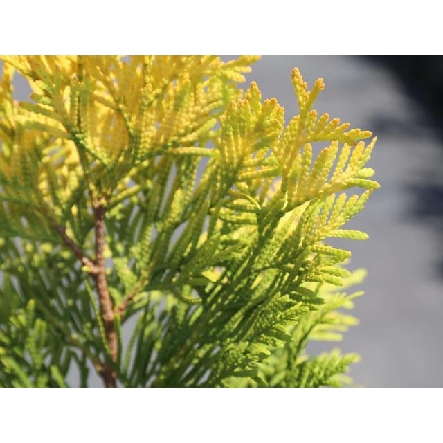 人気 ヨーロッパゴールド 0 2m9 0cmポット 1本 当日出荷 1年間枯れ保証 コニファー Whitesforracialequity Org