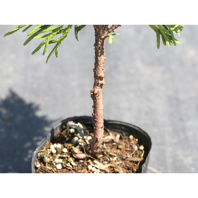 感謝の声続々 ヨーロッパゴールド 0 2m9 0cmポット 1本 当日出荷 1年間枯れ保証 コニファー Aynaelda Com