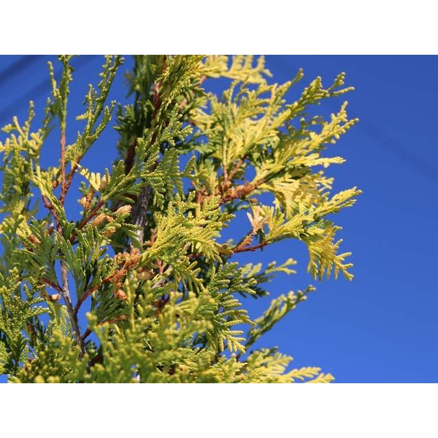 感謝の声続々 ヨーロッパゴールド 0 2m9 0cmポット 1本 当日出荷 1年間枯れ保証 コニファー Aynaelda Com