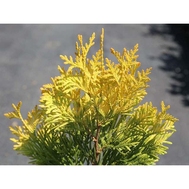 ヨーロッパゴールド 0 4m15cmポット 12本セット 送料無料 1年間枯れ保証 コニファー トオヤマグリーン 通販 Yahoo ショッピング