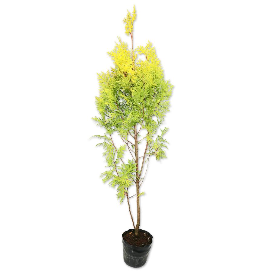 ヨーロッパゴールド 0 8m15cmポット 1本 1年間枯れ保証 コニファー トオヤマグリーン 通販 Yahoo ショッピング