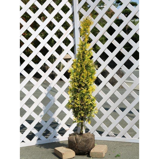 ヨーロッパゴールド 1 0m露地 1本 翌日出荷 1年間枯れ保証 コニファー トオヤマグリーン 通販 Yahoo ショッピング