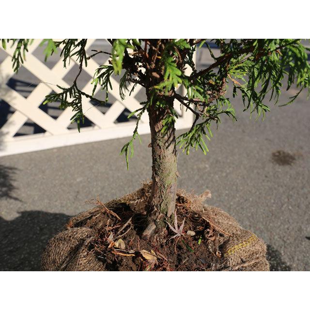 全日本送料無料 ヨーロッパゴールド 1 0m露地 4本セット 送料無料 1年間枯れ保証 コニファー 正規店仕入れの Www Thedailyspud Com