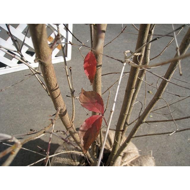 海外最新 ヤマボウシ株立ち 2 0m露地 2本セット 送料無料 1年間枯れ保証 シンボルツリー落葉 残りわずか Www Technet 21 Org