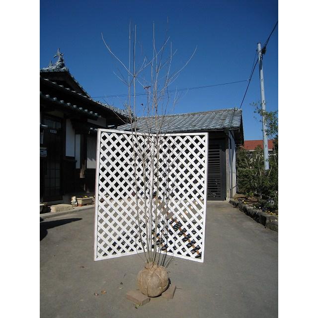 2 3m露地 シンボルツリー落葉 個別送料5600円 ならショッピング ランキングや口コミも豊富なネット通販 更にお得なpaypay残高も スマホアプリも充実で毎日どこからでも気になる商品をその場でお求めいただけます 花 ガーデニング 大型商品 ヤマボウシ株立ち 1