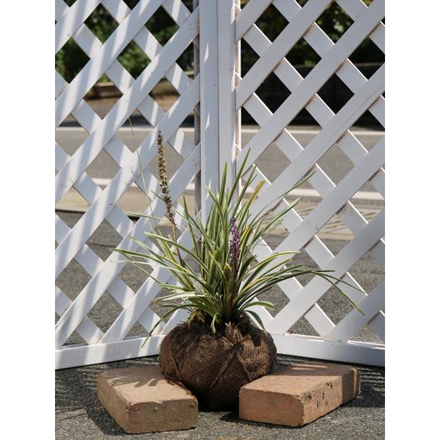 斑入りヤブラン 露地 1本 1年間枯れ保証 下草 トオヤマグリーン 通販 Yahoo ショッピング