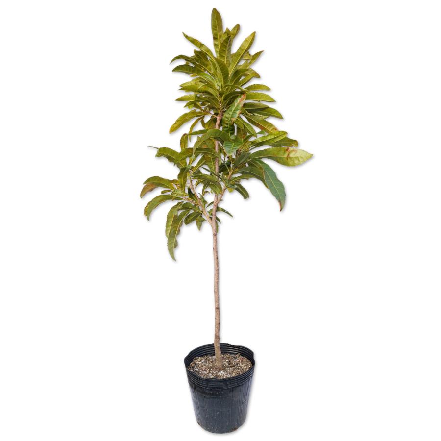 ヤマモモ 0 6m15cmポット 1本 1年間枯れ保証 街路樹 公園樹 8006 トオヤマグリーン 通販 Yahoo ショッピング