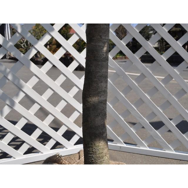 お気にいる ヤマモモ 0 8m15cmポット 1本 街路樹 1年間枯れ保証 公園樹