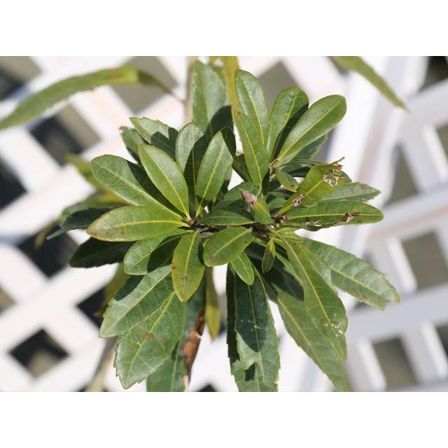 ヤマモモ単木 1 2m露地 1本 1年間枯れ保証 街路樹 公園樹 8014 トオヤマグリーン 通販 Yahoo ショッピング