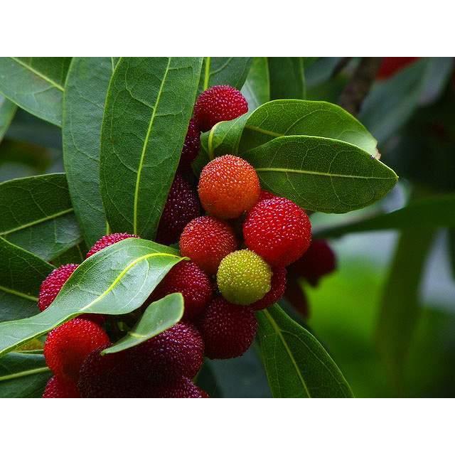 代引不可 ヤマモモ単木 1 5m露地 2本セット 送料無料 1年間枯れ保証 街路樹 公園樹 Rakuten Atempletonphoto Com