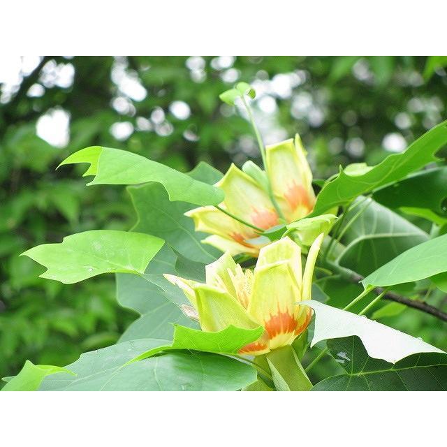 ユリノキ 0 5m10 5cmポット 1本 1年間枯れ保証 街路樹 公園樹 トオヤマグリーン 通販 Yahoo ショッピング