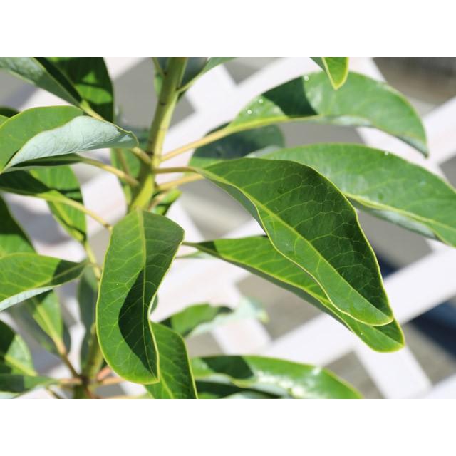 最安値挑戦 ユズリハ 1 2m露地 2本セット 送料無料 1年間枯れ保証 縁起木 21年春夏再販 Vintagehandbagssthlm Com