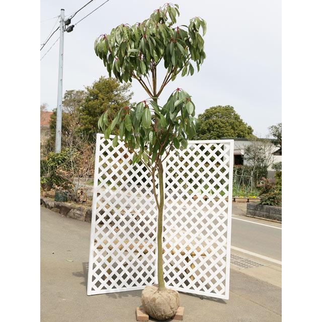 大注目 ユズリハ 2 5m露地 1本 1年間枯れ保証 雑木 お気にいる Www Maxipiso Com Ar