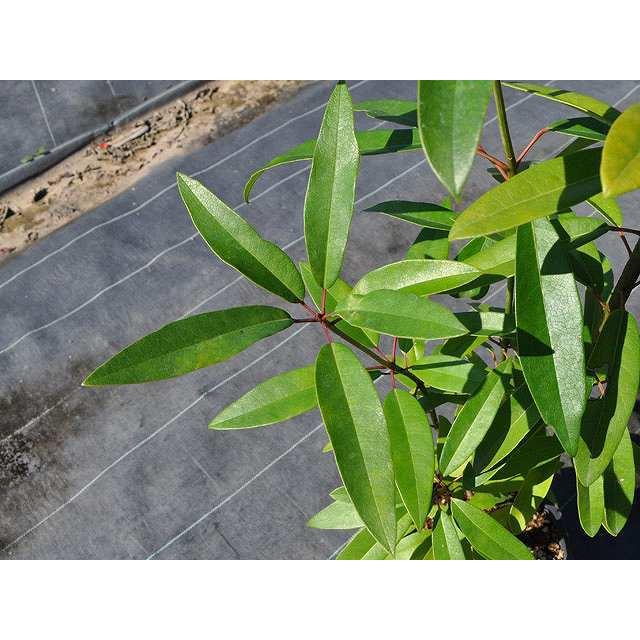 50 Off ヒメユズリハ株立ち 2 5m露地 1本 1年間枯れ保証 シンボルツリー常緑 配達指定 大型商品 Sale 公式通販 直営店限定 Antofagastaen100palabras Cl