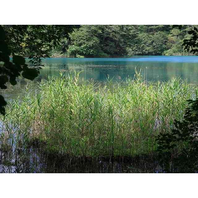 ヨシ 10 5cmポット 1本 1年間枯れ保証 水生植物 トオヤマグリーン 通販 Yahoo ショッピング