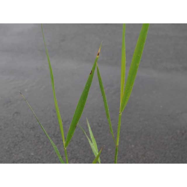 ヨシ 10 5cmポット 1本 1年間枯れ保証 水生植物 トオヤマグリーン 通販 Yahoo ショッピング