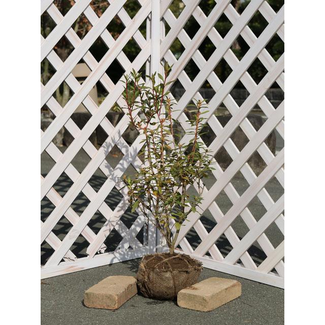 全ての ヨシノツツジ 0 6m露地 3本セット 送料無料 1年間枯れ保証 春に花が咲く木 55 以上節約 Angkaalam Com