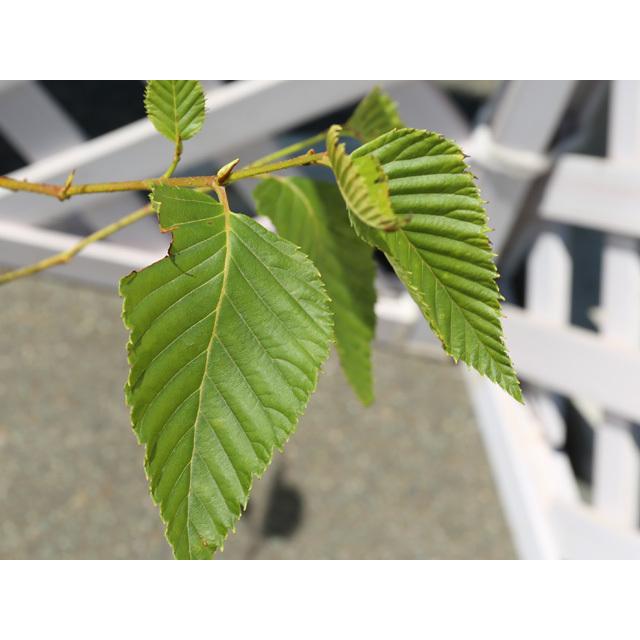 オオバヤシャブシ 0 8m露地 1本 翌日出荷 1年間枯れ保証 山林苗木 トオヤマグリーン 通販 Yahoo ショッピング