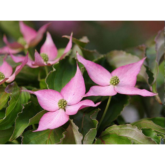 ヤマボウシ サトミ赤花単木 2 5m露地 1本 1年間枯れ保証 シンボルツリー落葉 トオヤマグリーン 通販 Yahoo ショッピング